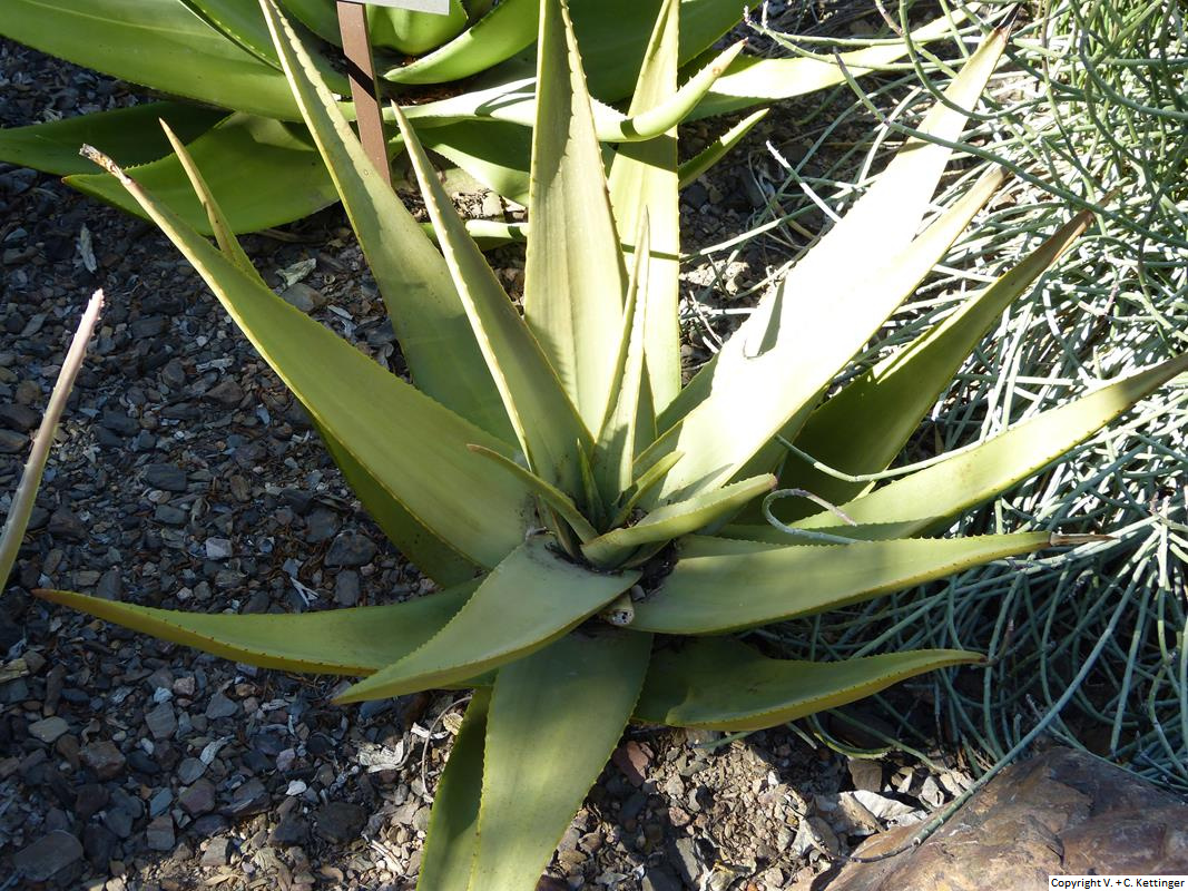 Aloe castellorum (Syn. A. hijazensis)