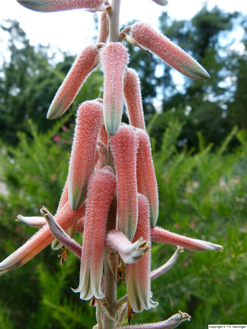 Aloe trichosantha ssp. longiflora