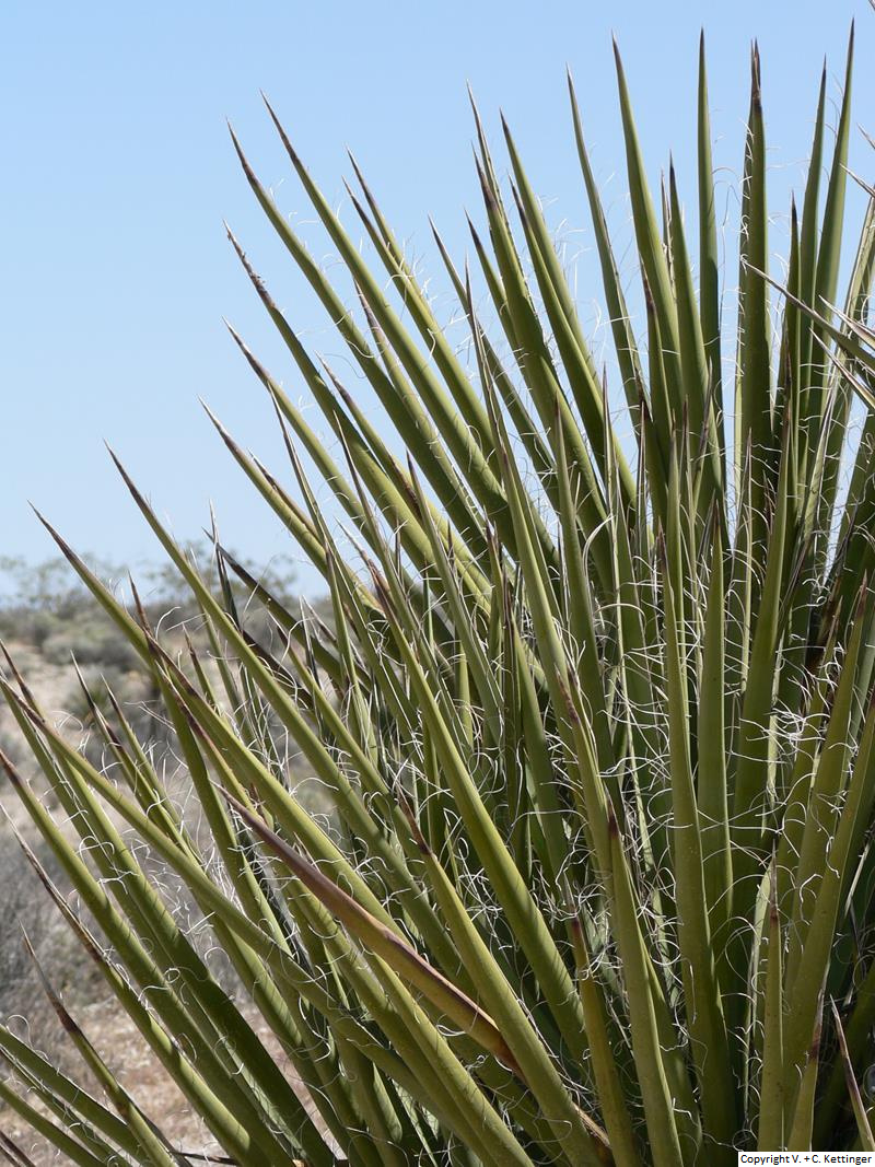 Yucca schidigera