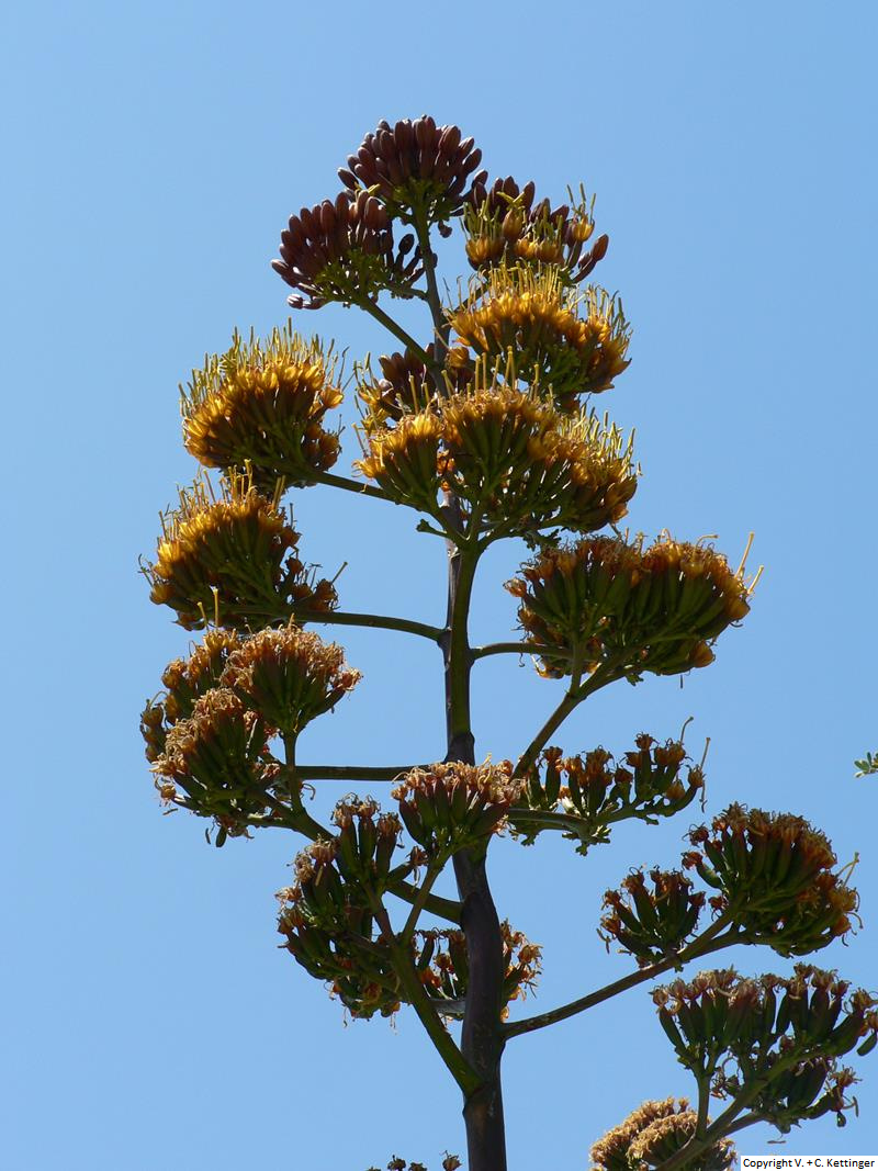Agave capensis