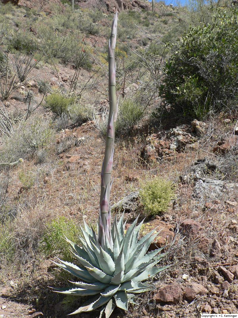Agave deserti ssp. simplex