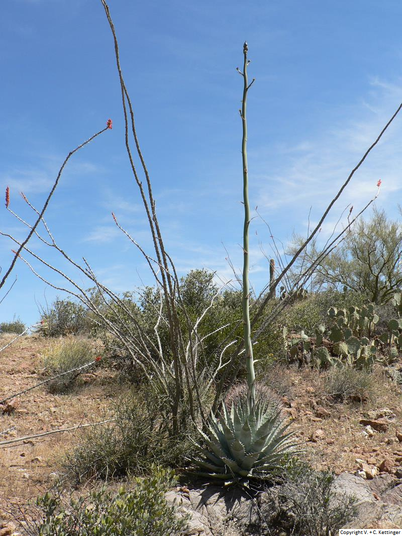 Agave deserti ssp. simplex