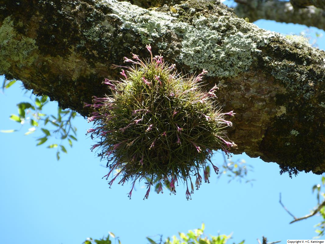 Tillandsia tenuifolia (var. glaucifolia?)
