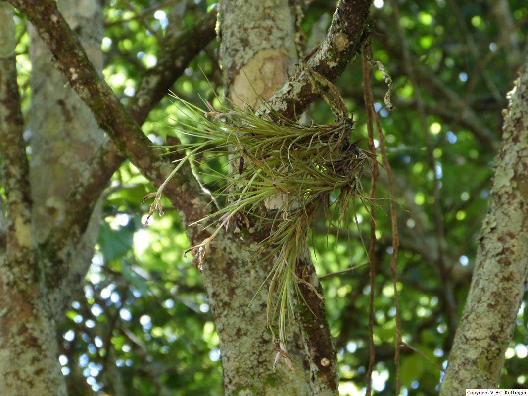 Tillandsia tenuifolia (var. glaucifolia?)