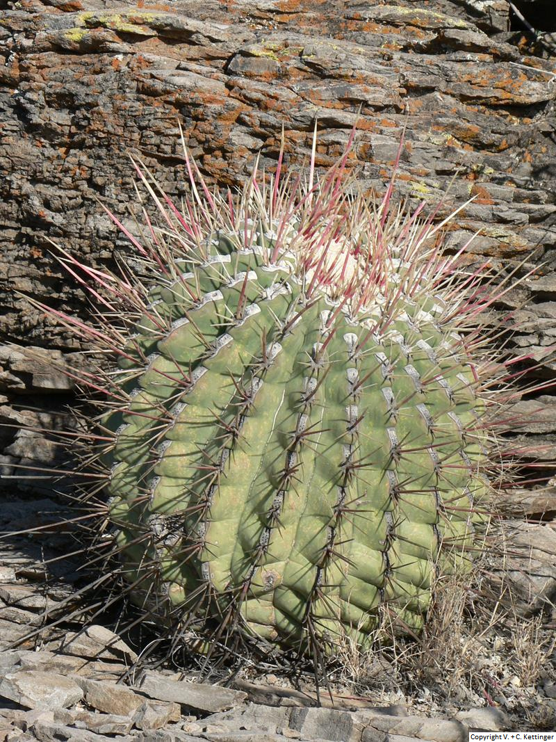 Ferocactus emoryi ssp. rectispinus