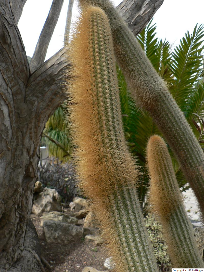 Cleistocactus varispinus