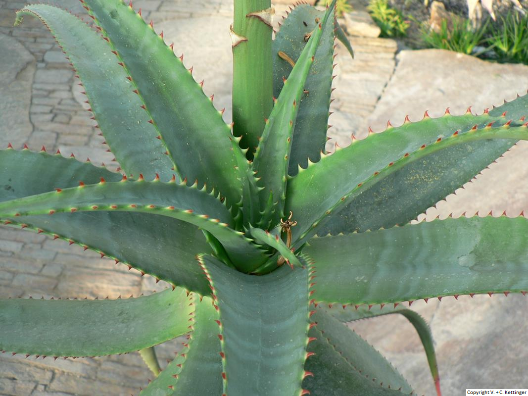 Aloe africana