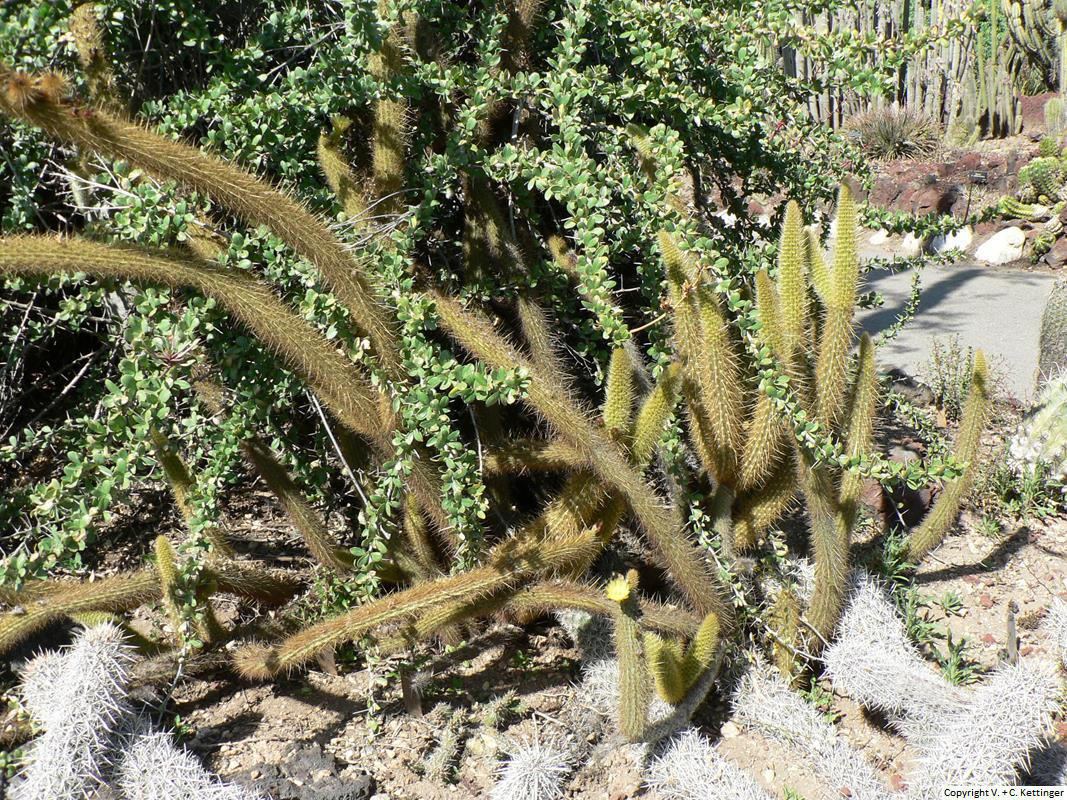 Bergerocactus emoryi