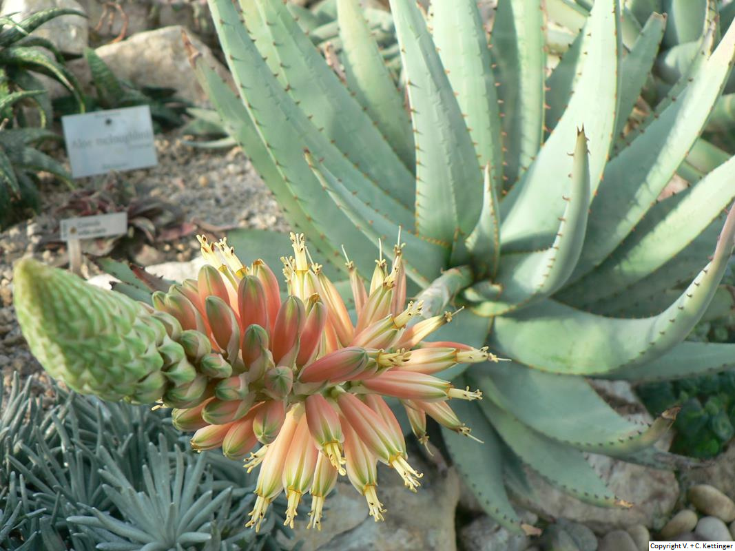 Aloe claviflora