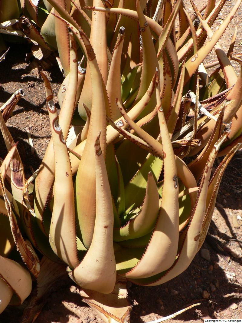 Aloe lutescens