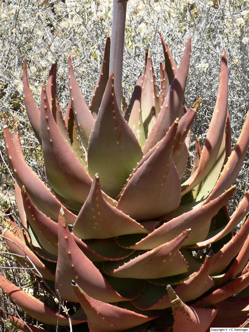 Aloe mitriformis ssp. comptonii